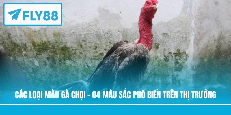 các loại màu gà chọi