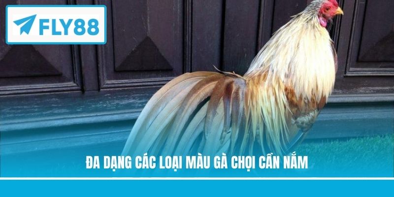 Đa dạng các loại màu gà chọi cần nắm