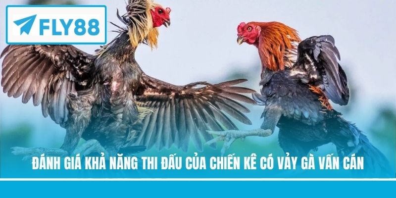 Đánh giá khả năng thi đấu của chiến kê có vảy gà vấn cán