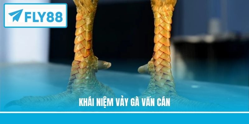 Khái niệm vảy gà vấn cán