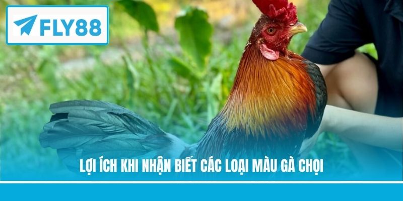 Lợi ích khi nhận biết các loại màu gà chọi