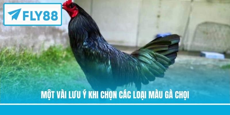 Một vài lưu ý khi chọn các loại màu gà chọi